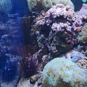 Animazia - Diadem sea-urchin and well-camouflaged filefish