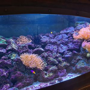 Animazia - Clownfish tank