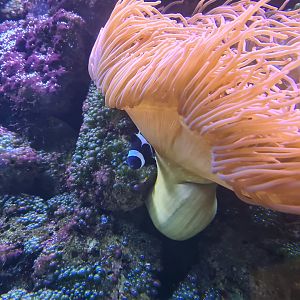 Animazia - Occelaris clownfish