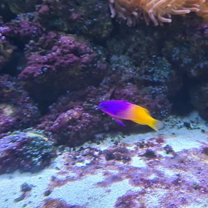 Animazia - Royal gramma