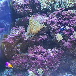 Animazia - Clownfish and Royal gramma