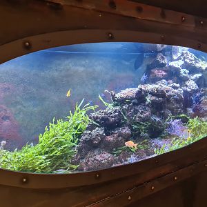 Animazia - Seagrass tank