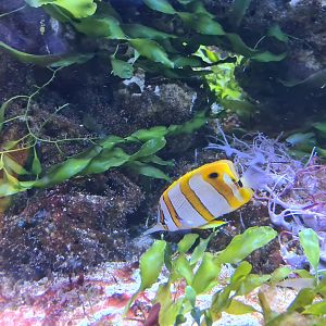 Animazia - Copperband butterflyfish