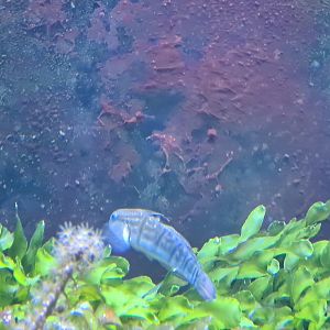 Animazia - Banded sleeper goby