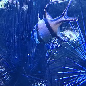 Animazia - Banggai cardinalfish and Diadem sea-urchin
