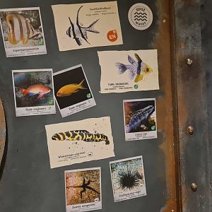 Animazia - Seagrass tank signage (Very good!)