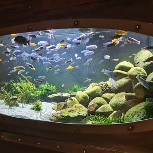 Animazia - Malawi tank