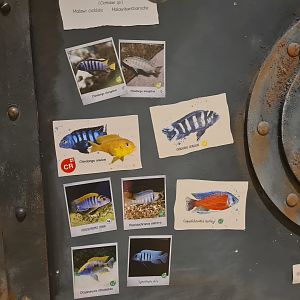 Animazia - Malawi tank signage (finally someone actually signs cichlids!)