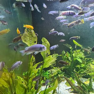 Animazia - Malawi cichlids