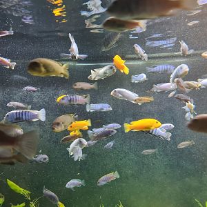 Animazia - Malawi cichlids