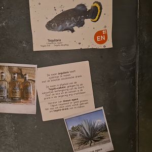 Animazia - Tequila splitfin signage