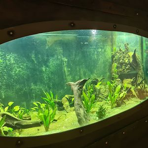 Animazia - Tequila splitfin tank