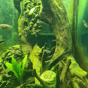 Animazia - Tequila splitfins