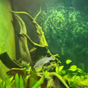 Animazia - Tequila splitfins