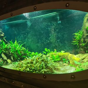 Animazia - Endangered fish tank