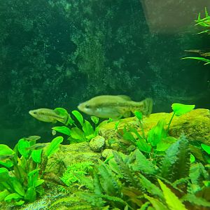 Animazia - Splitfins