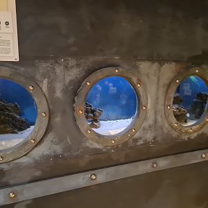 Animazia - Axolotl tank