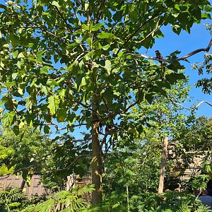 Tree in Monkey ruins