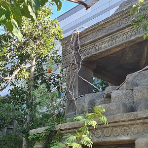 Golden lion tamarin in Monkey ruins