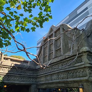 Golden lion tamarin on Monkey ruins
