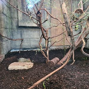 Monkey ruins indoor holding