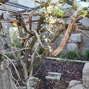 Monkey ruins indoor holding