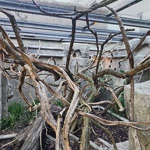 Monkey ruins indoor holding