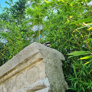 Bearded emperor tamarin on Monkey ruins