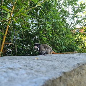 Bearded emperor tamarin