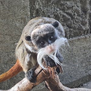 Bearded emperor tamarin