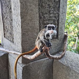 Bearded emperor tamarin in Monkey ruins
