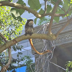 Bearded emperor tamarin in Monkey ruins