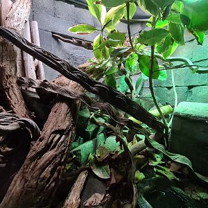 Butterfly temple - Emerald tree monitor enclosure right side