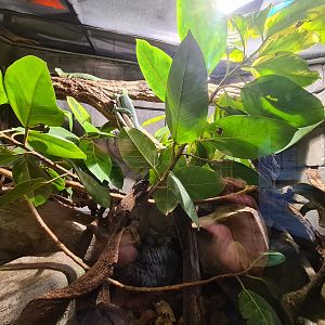 Butterfly temple - Emerald tree monitor enclosure left side