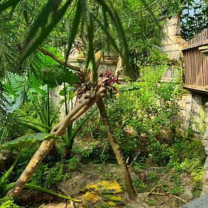 Butterfly temple - Top of Dwarf crocodile enclosure