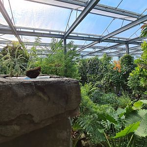 Butterfly temple - Overview and butterfly