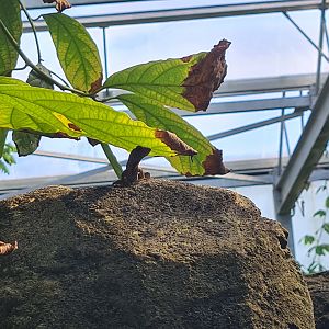 Butterfly temple - Cuban brown anole