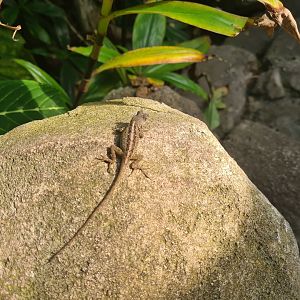Butterfly temple - Cuban brown anole