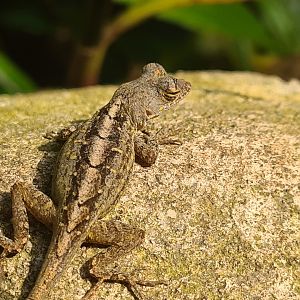 Butterfly temple - Cuban brown anole