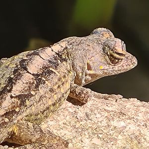 Butterfly temple - Cuban brown anole