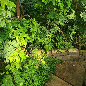 Butterfly temple - Swarm of Common crow butterflies