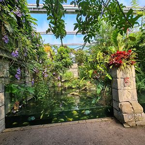 Butterfly temple - Dwarf crocodile enclosure