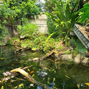 Butterfly temple - Dwarf crocodile enclosure