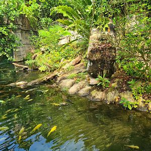 Butterfly temple - Dwarf crocodile enclosure