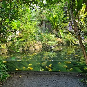 Butterfly temple - Dwarf crocodile enclosure
