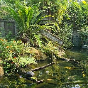 Butterfly temple - Dwarf crocodile enclosure