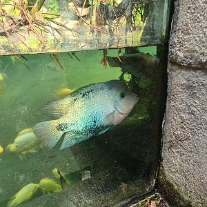 Butterfly temple - Redhead cichlid in Dwarf crocodile enclosure