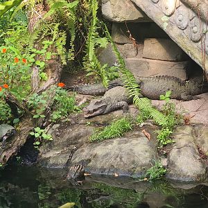 Butterfly temple - Dwarf crocodiles