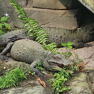 Butterfly temple - Dwarf crocodiles