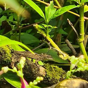 Butterfly temple - Cuban brown anole